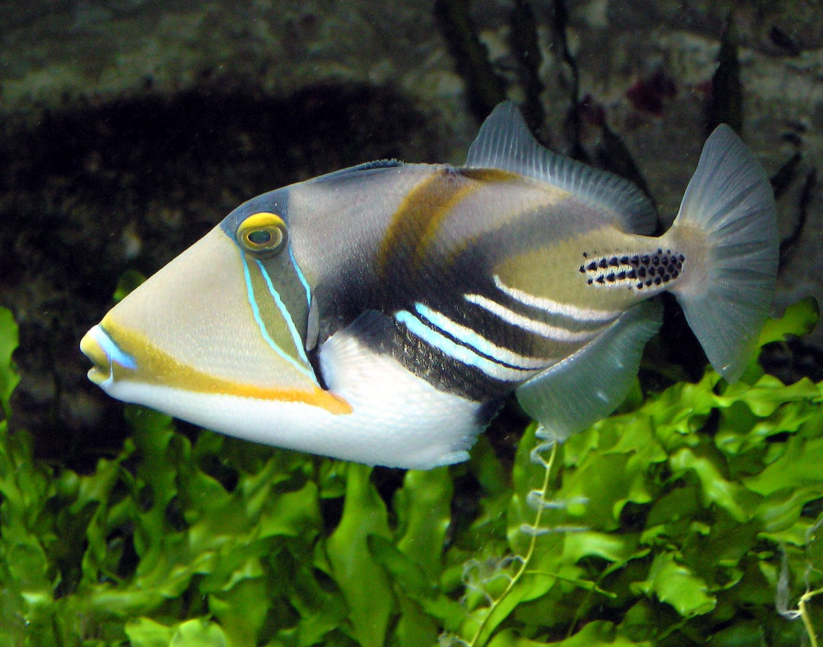 9. Triggerfish: The Defensive Beauty (image credits: wikimedia)