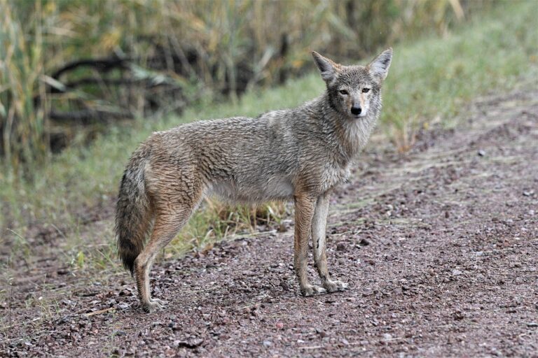 10 Things Texans Should Know About Living Near Coyotes