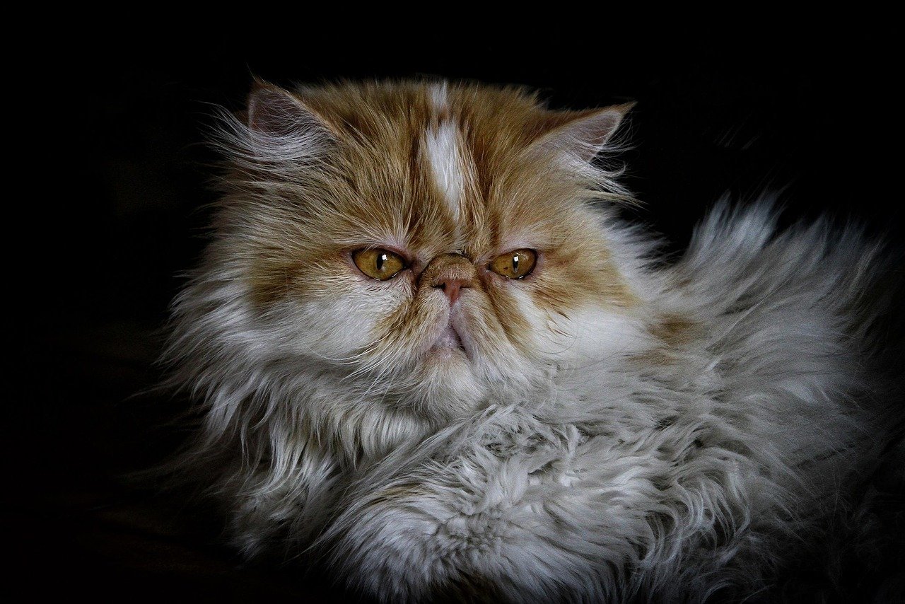 Understanding the Persian Cat's Unique Appearance (image credits: pixabay)