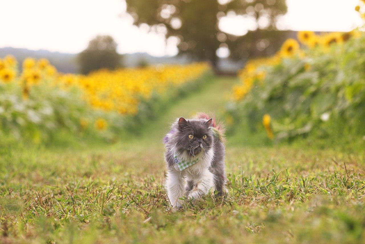 The Cost of Owning a Persian Cat (image credits: pixabay)