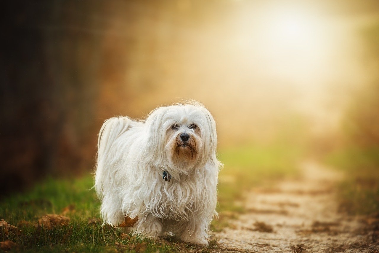 Havanese: The Friendly and Gentle Companion (image credits: pixabay)