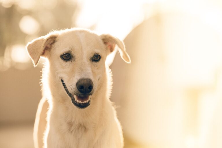 10 Ways The Dog As a Spirit Animal is Food For Your Soul