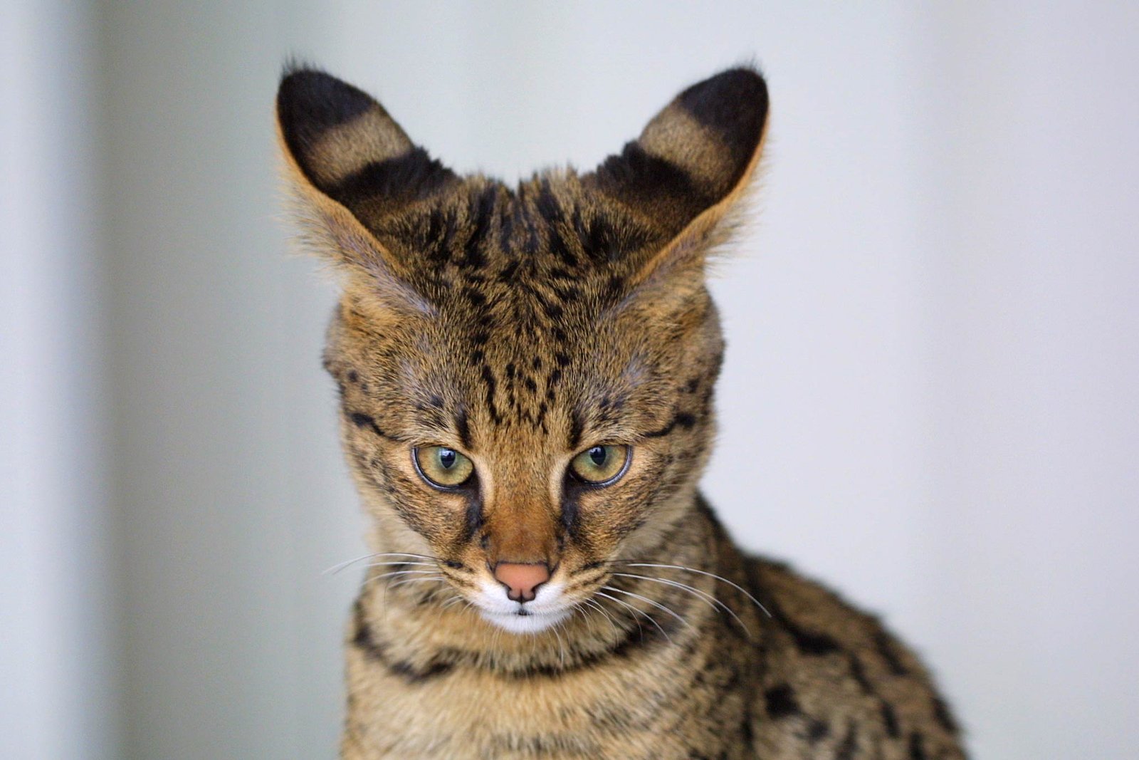 Savannah Cats: The Exotic Short-Lived Beauty (image credits: wikimedia)