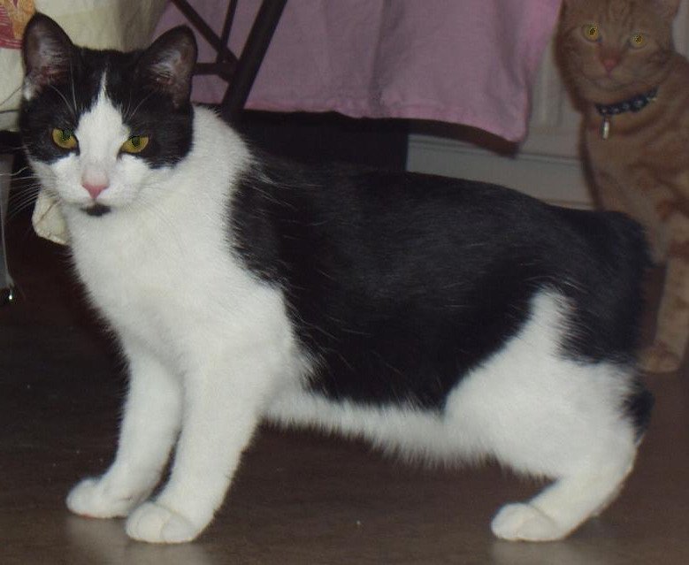 Manx: The Tailless Wonder with a Limited Lifespan (image credits: wikimedia)