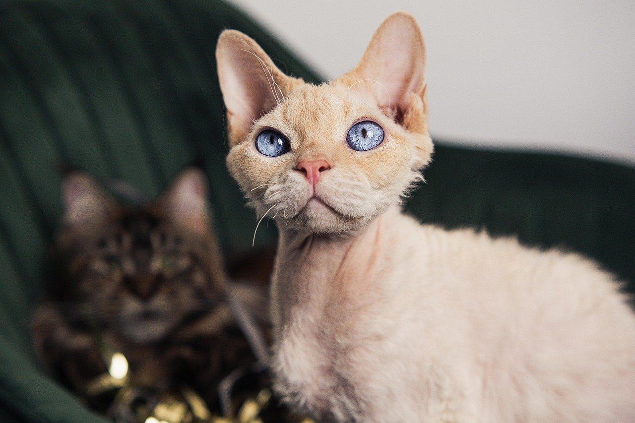 Devon Rex: The Pixie of the Cat World (image credits: pixabay)