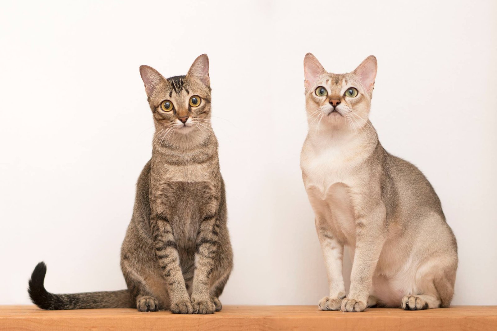 5 Cats That Don’t Live Long Enough (And 5 With Lengthy Lifespans)