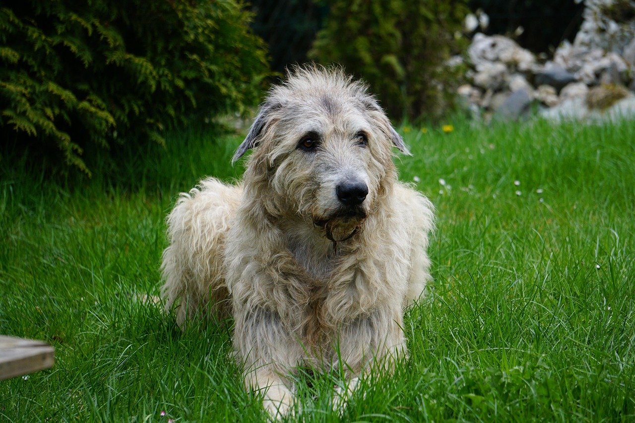 Irish Wolfhounds: Majestic Yet Fleeting (image credits: pixabay)