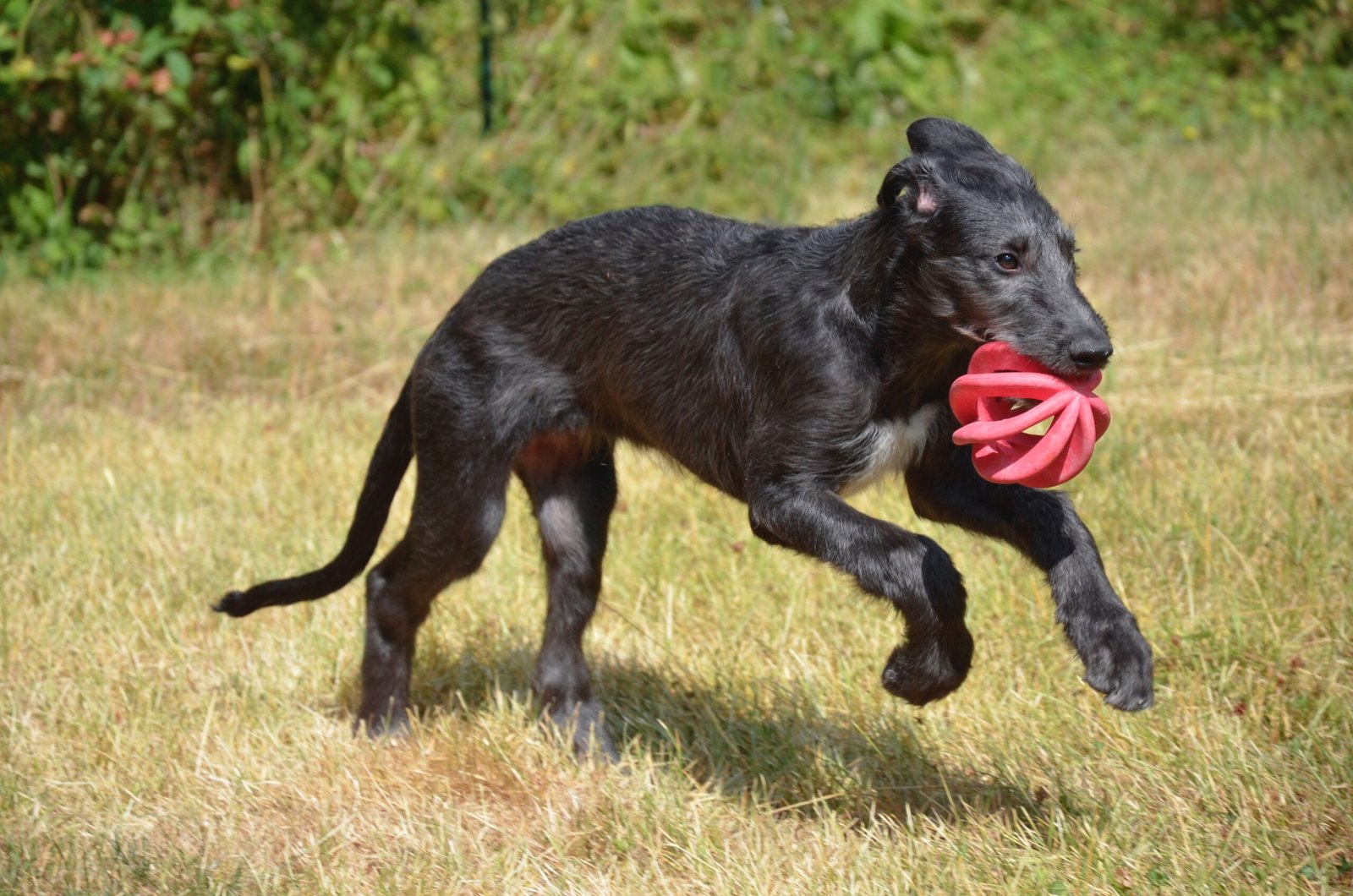 Scottish Deerhounds: Noble Companions with a Brief Stay (image credits: wikimedia)