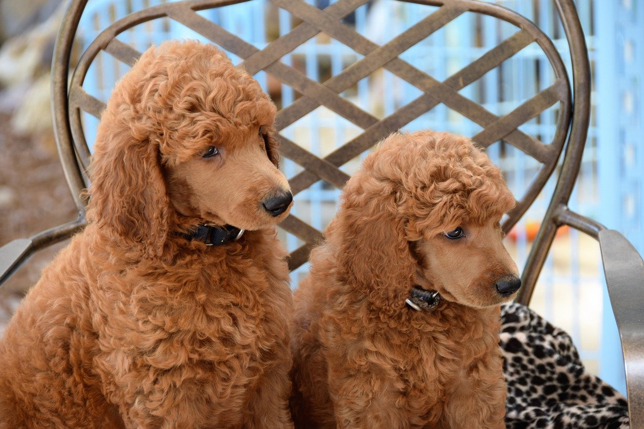 Poodles: Elegant Dogs with a Long Lifespan (image credits: pixabay)