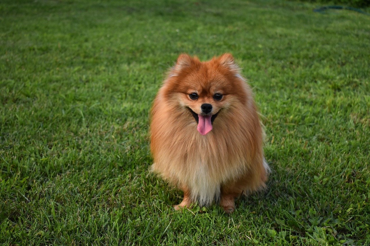 Pomeranians: Fluffy Companions with Longevity (image credits: pixabay)