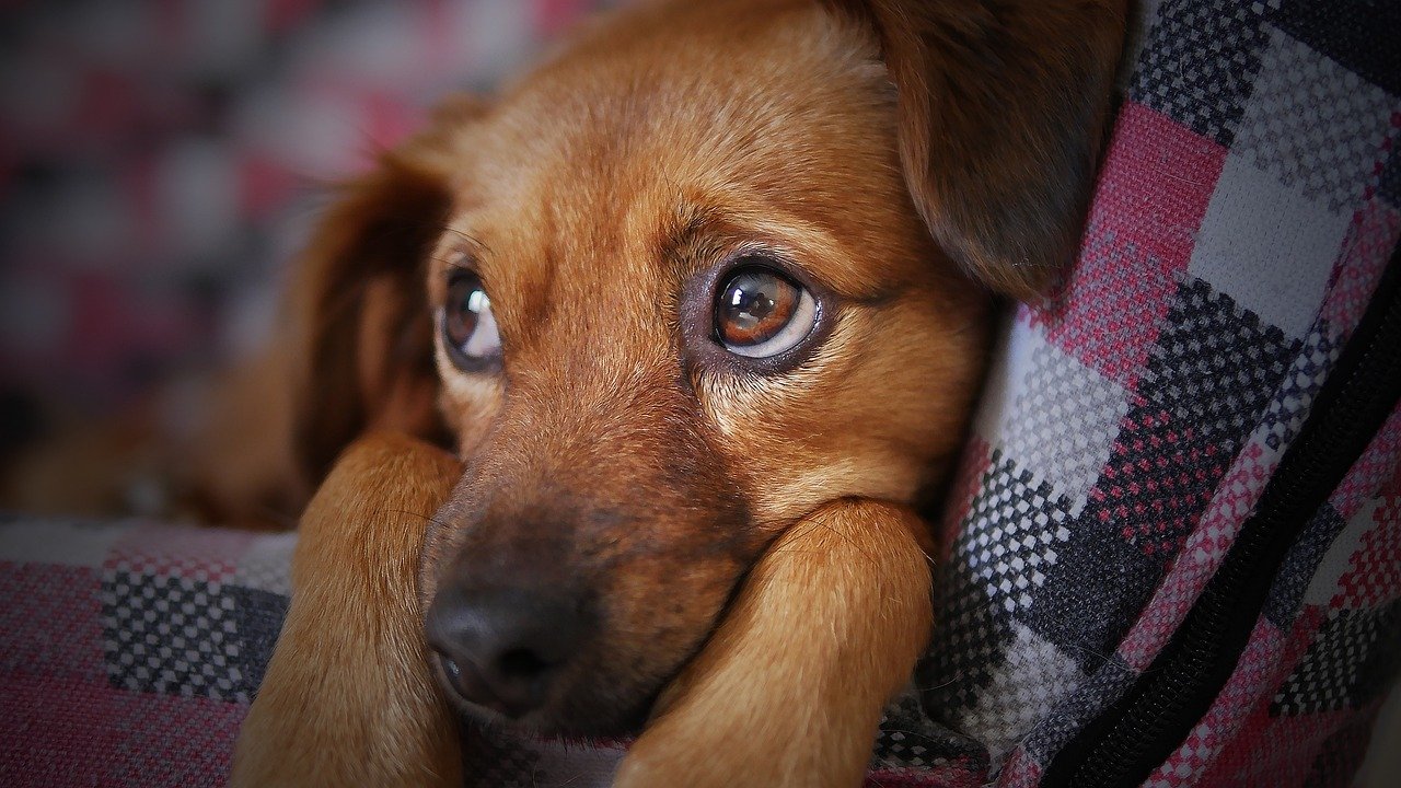 Seeking Reassurance Through Eye Contact (image credits: pixabay)