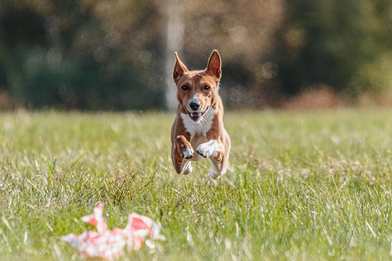 Chasing (image credits: pixabay)