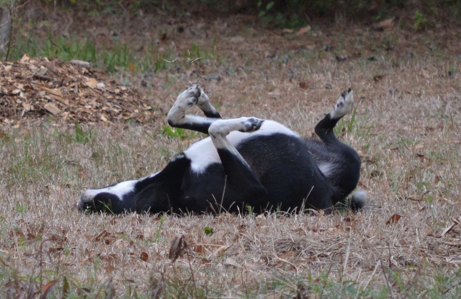 Rolling in Smelly Things (image credits: wikimedia)