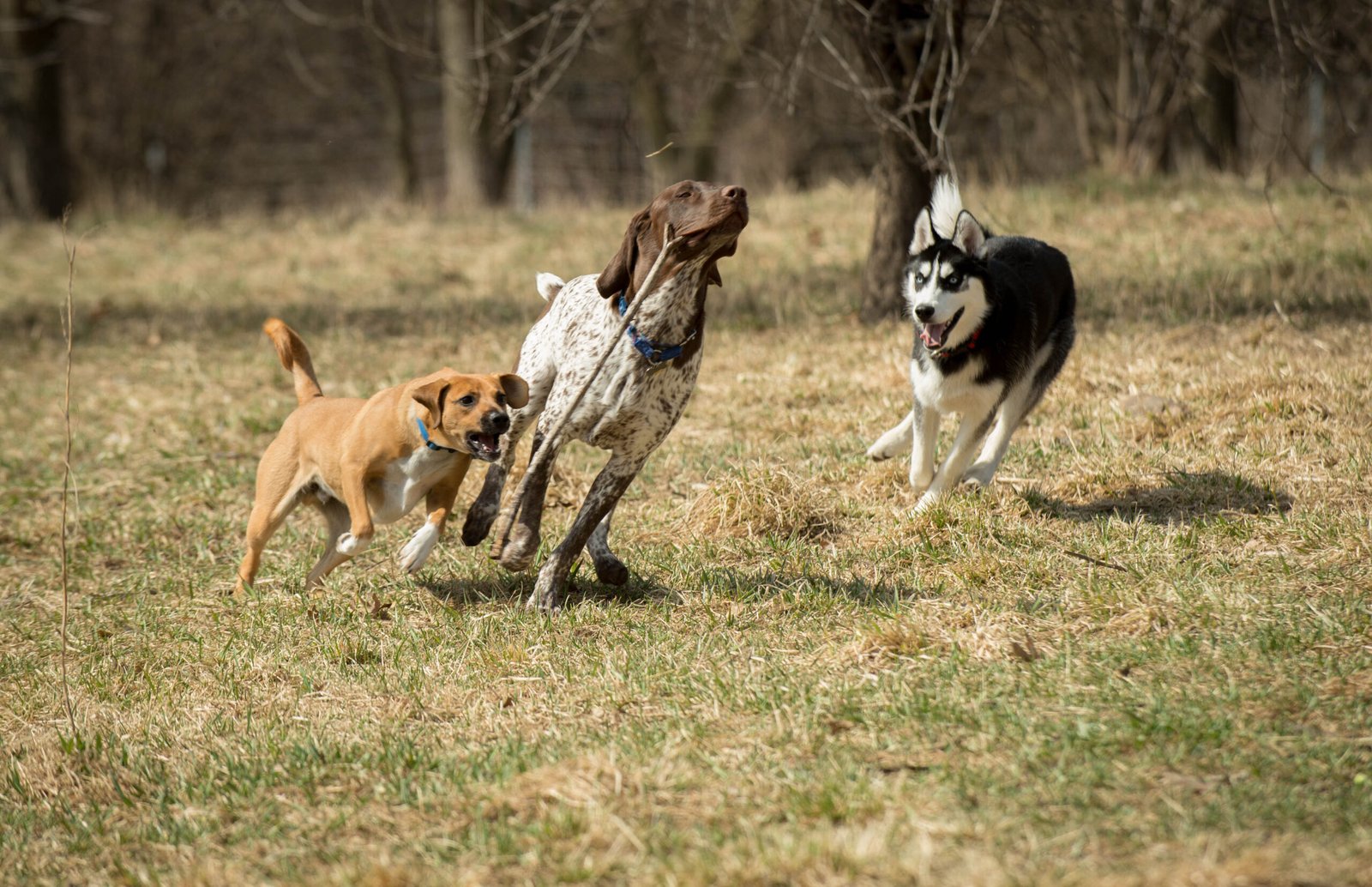 Playing Rough (image credits: wikimedia)