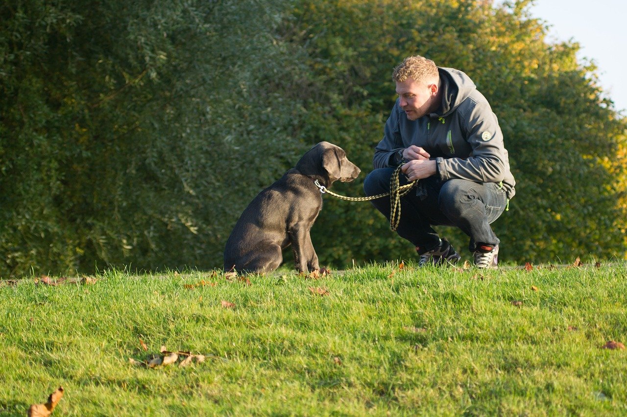 Anecdotal Evidence of Dogs Detecting Illness (image credits: pixabay)