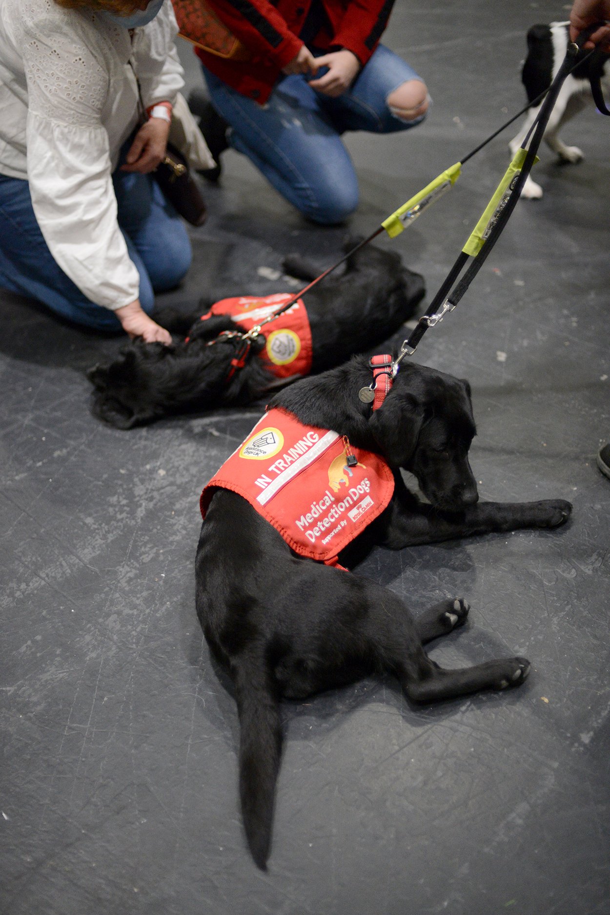 The Role of Training in Detection (image credits: wikimedia)