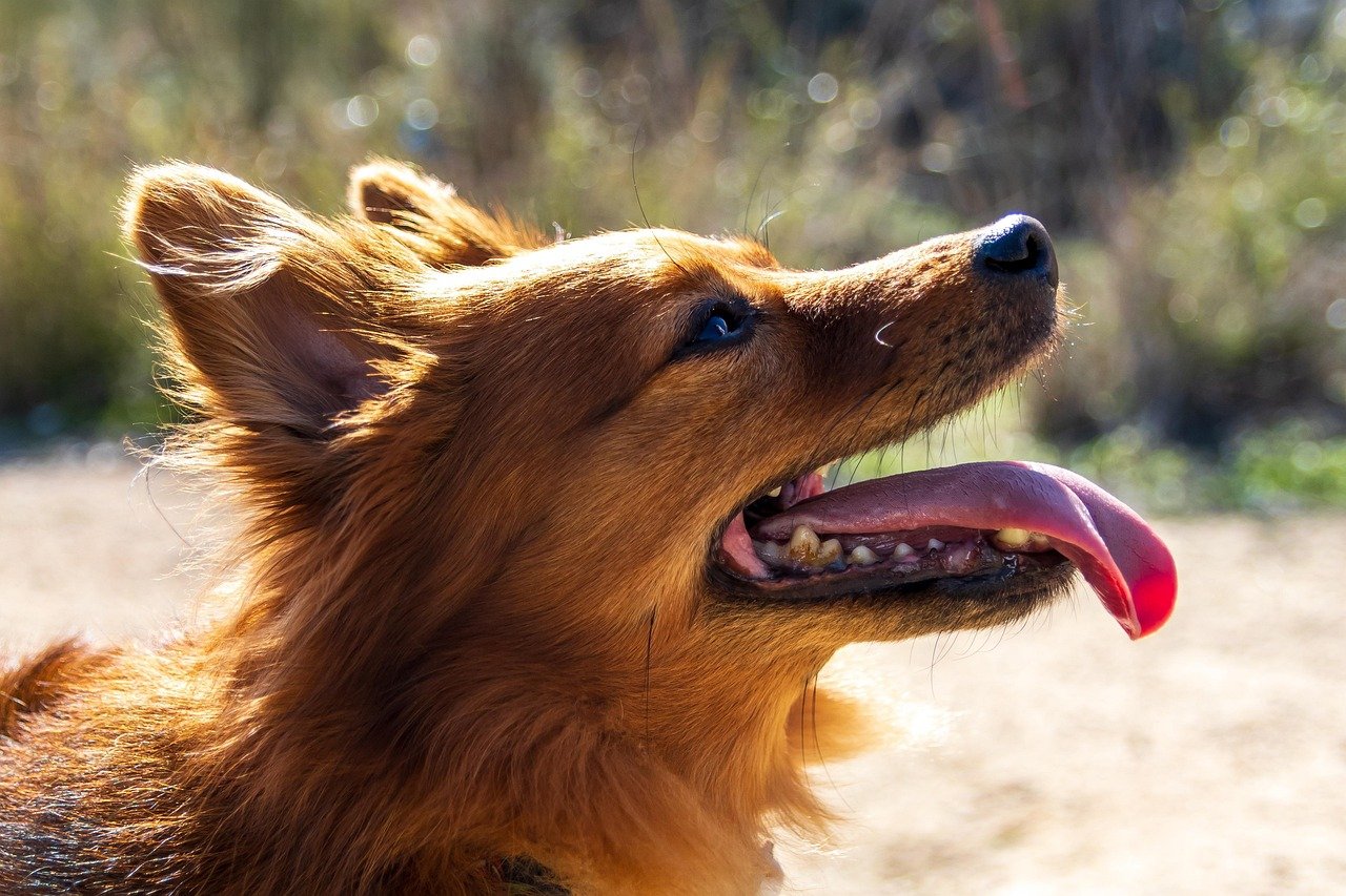 Future Prospects of Canine Detection (image credits: pixabay)