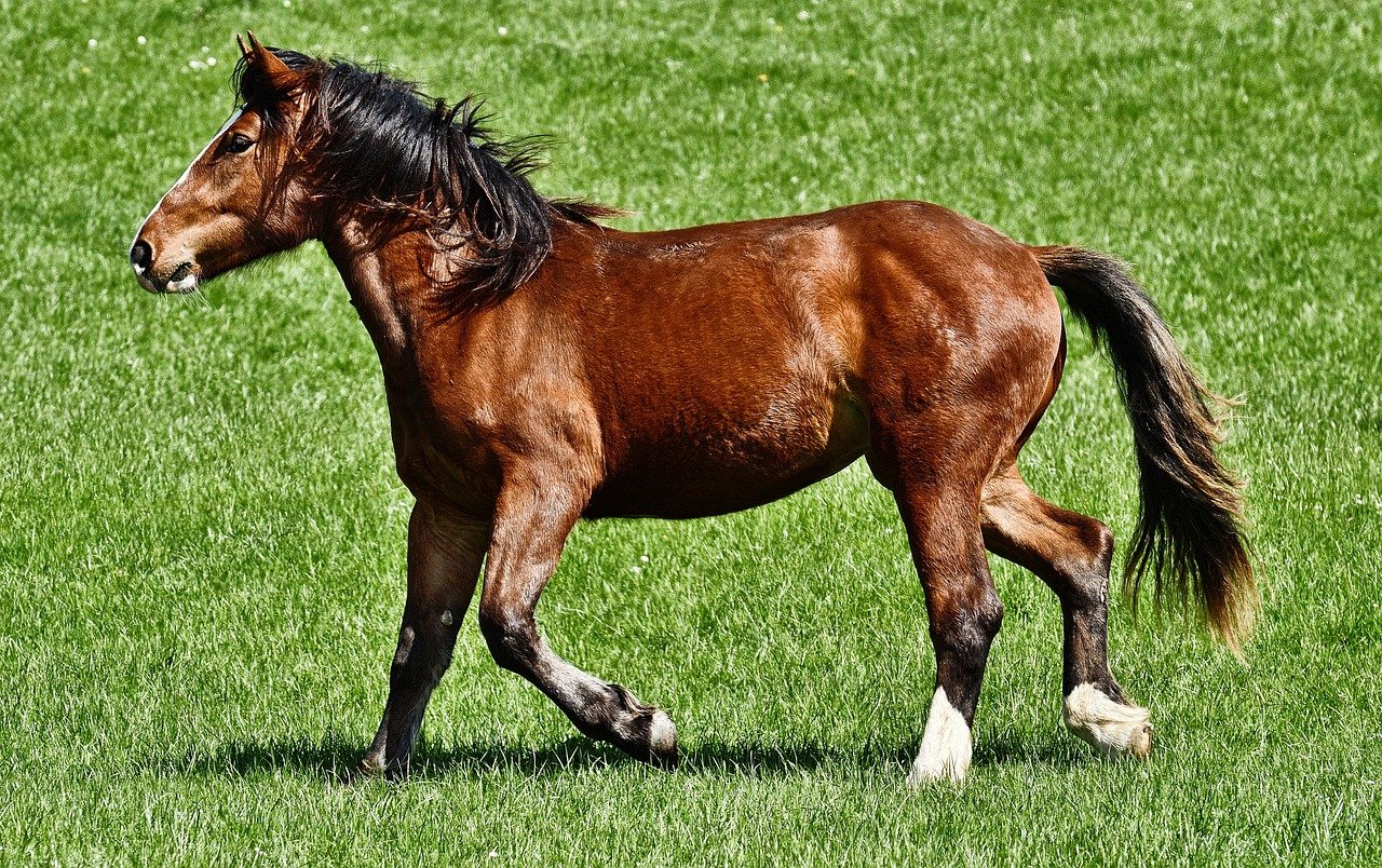 The Horse as a Spirit Animal (image credits: pixabay)