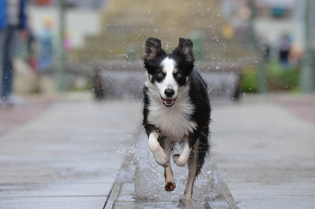 10 Reasons Why The Border Collie is Considered Trouble By Some (Despite Their Intelligence)