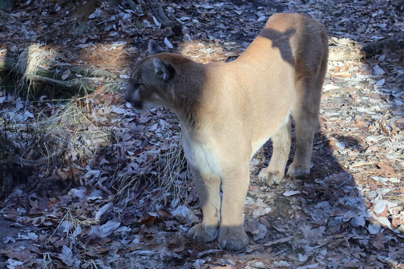 Adaptable Hunters (image credits: wikimedia)