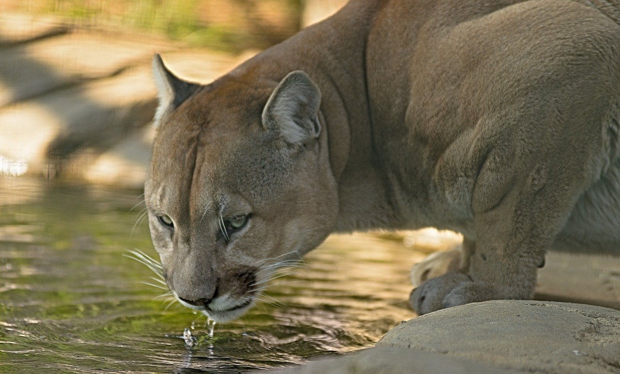 A Symbol of Wilderness (image credits: pixabay)