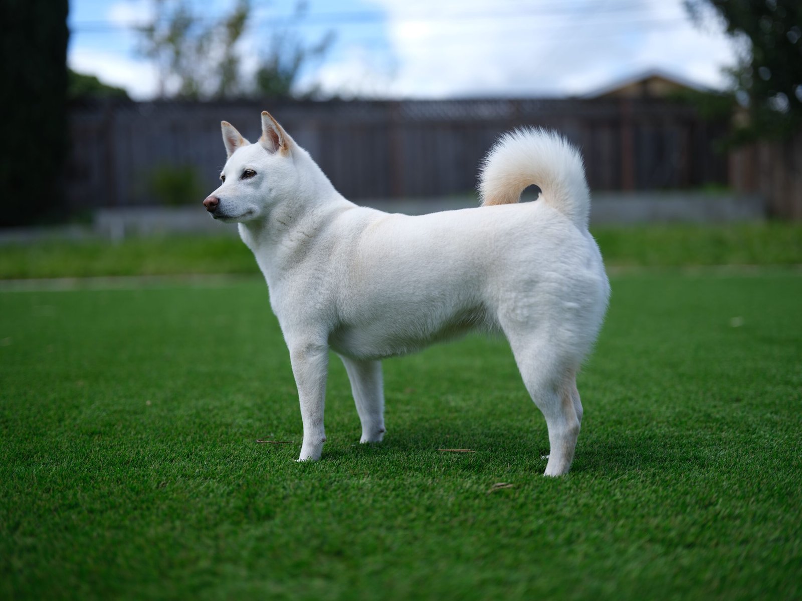 Understand Their Breed Characteristics (image credits: wikimedia)
