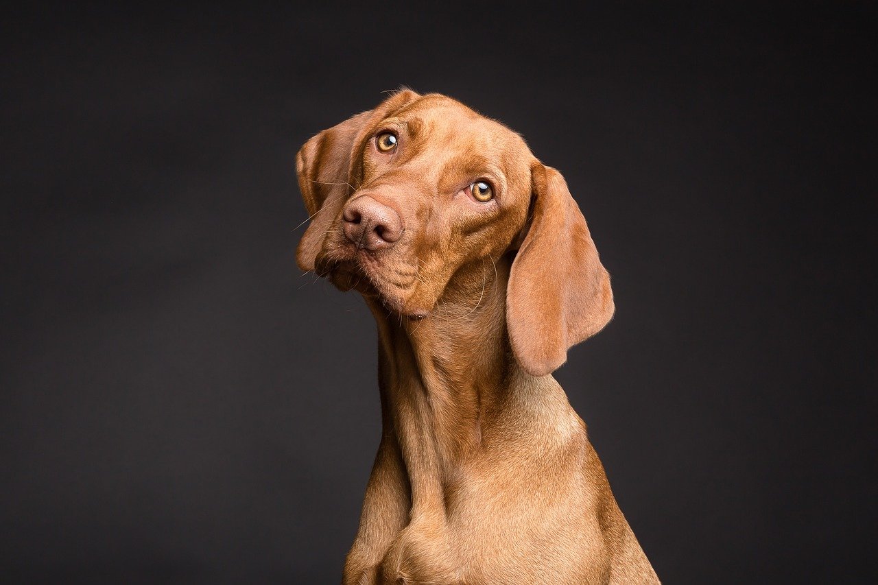 10 Ways You Could Be Shortening Your Dog’s Life