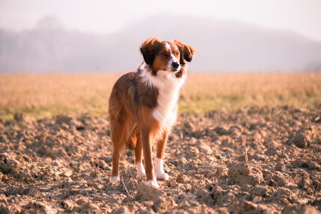 10 Ways Your Dog Warns You of Danger
