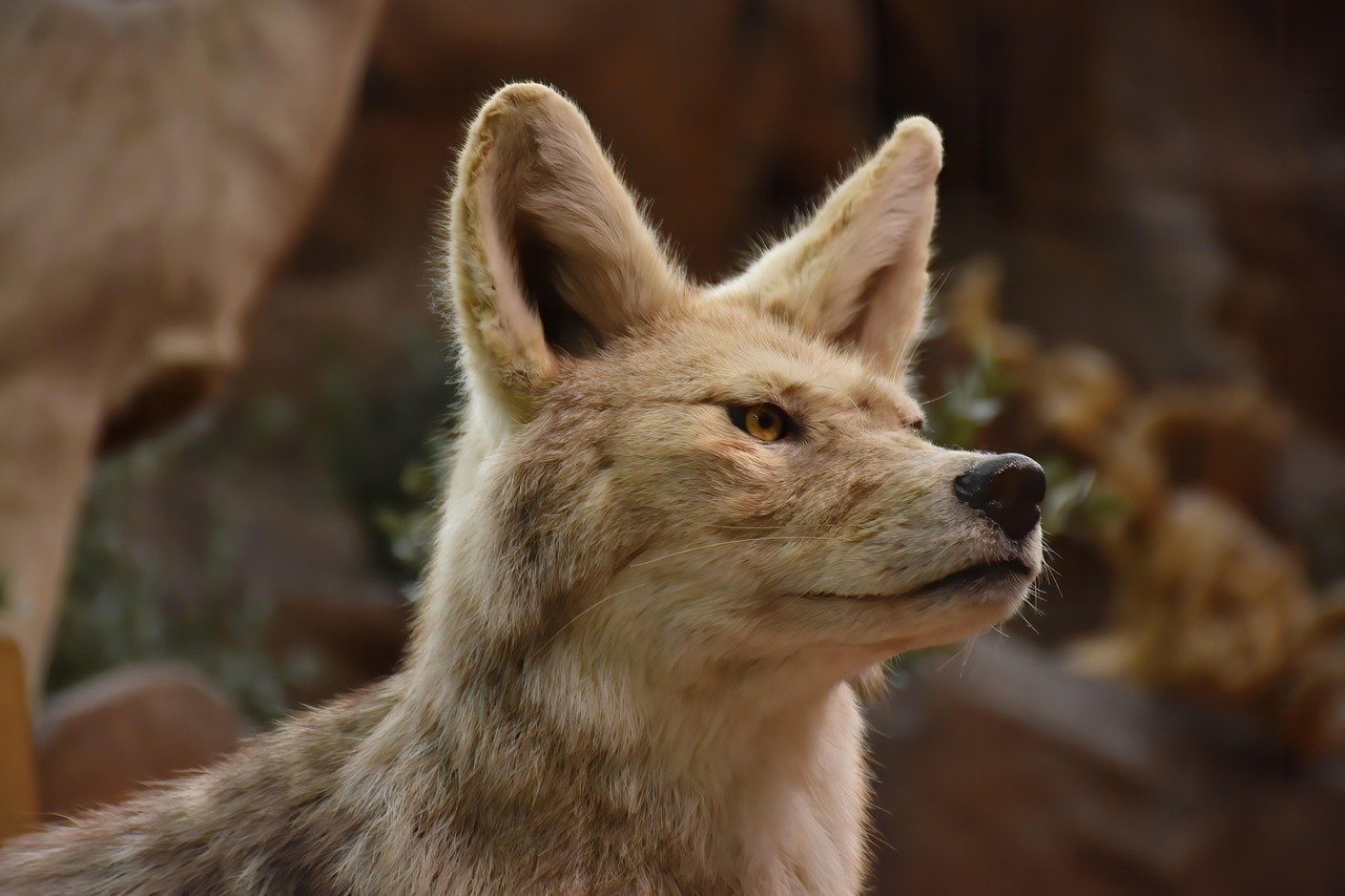The Role of Coyotes as Predators (image credits: pixabay)