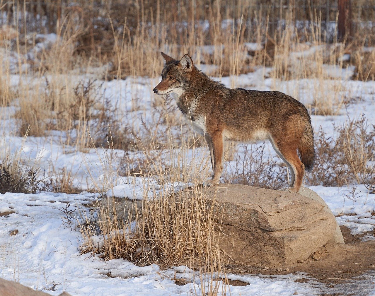Interactions with Ungulates (image credits: pixabay)