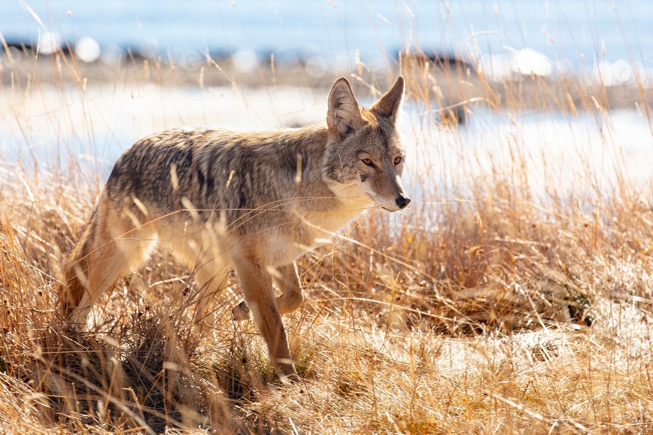 The Future of Coyotes in Yellowstone (image credits: rawpixel)