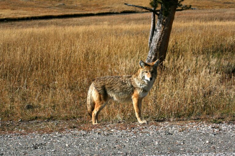 How Coyotes are Impacting the Ecology of Yellowstone's Northern Range