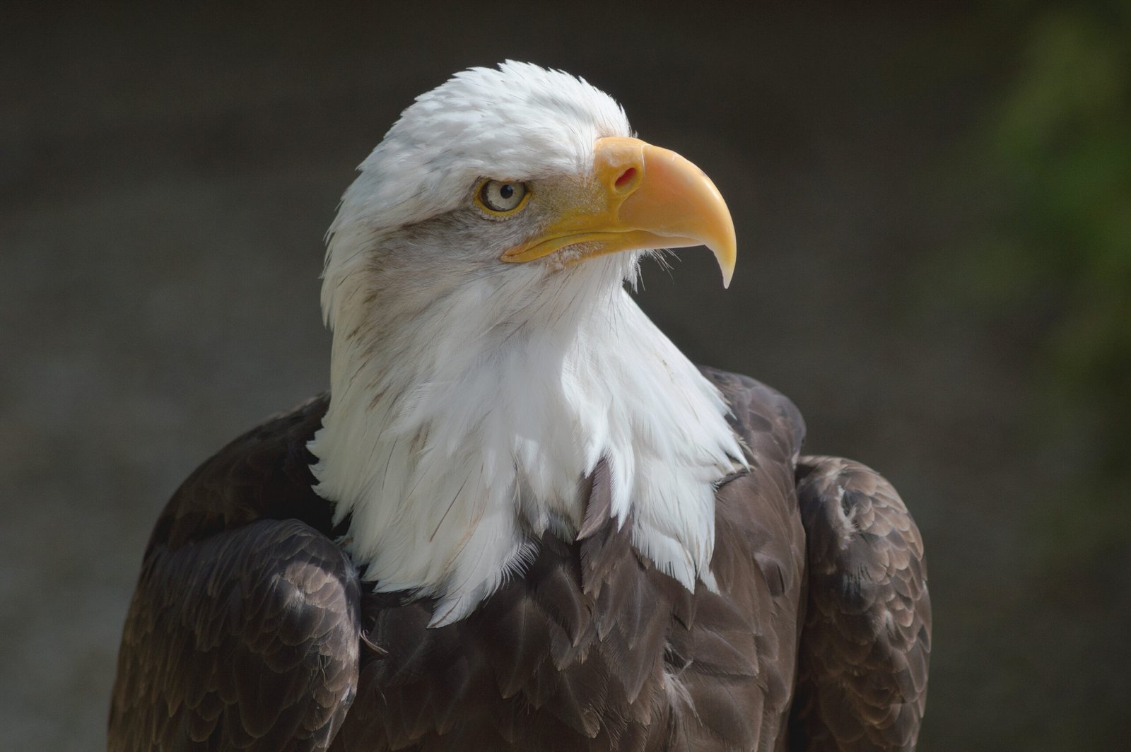 The Majestic Bald Eagle (image credits: wikimedia)