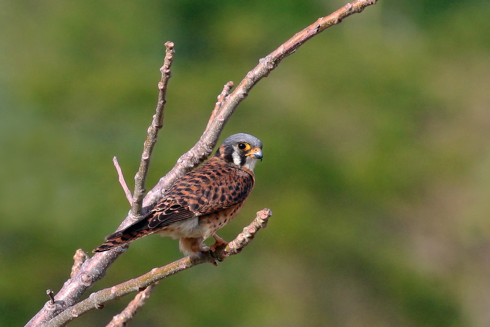 The Vivacious American Kestrel (image credits: wikimedia)