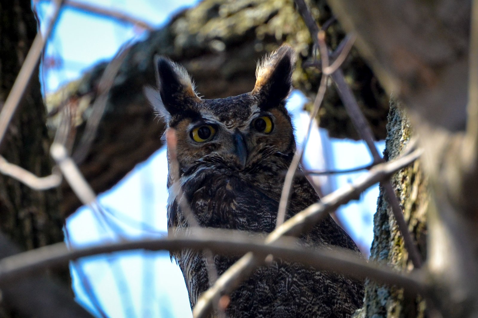 The Elusive Great Horned Owl (image credits: wikimedia)
