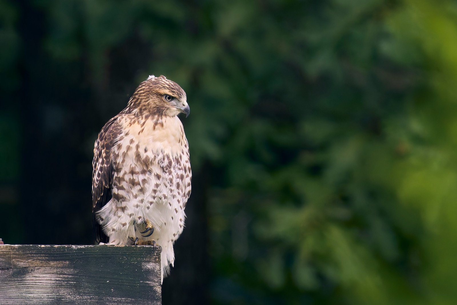 The Spirited Red-tailed Hawk (image credits: wikimedia)