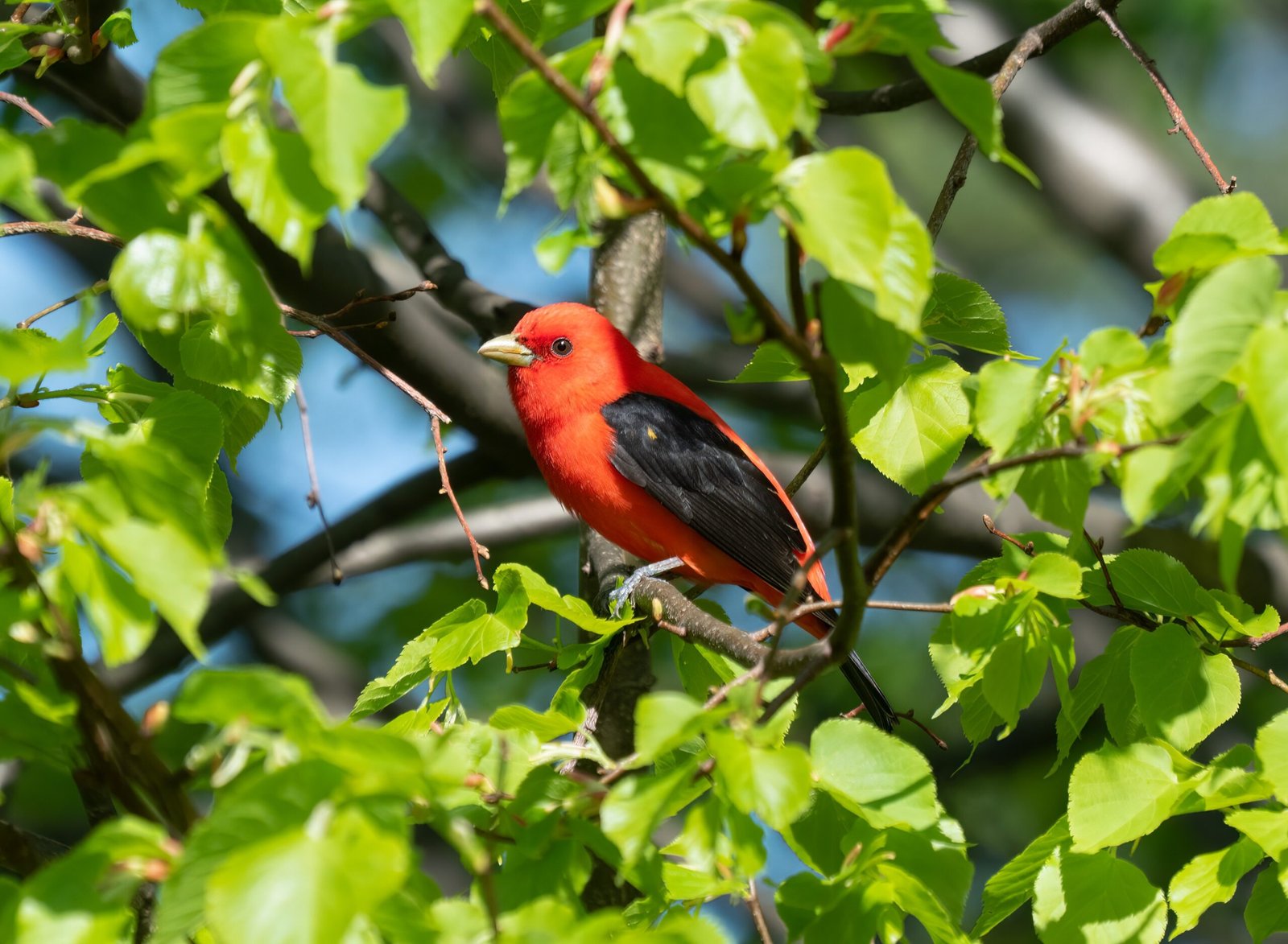 The Vibrant Scarlet Tanager (image credits: wikimedia)