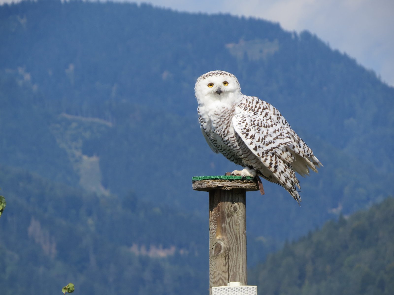 The Graceful Snowy Owl (image credits: wikimedia)