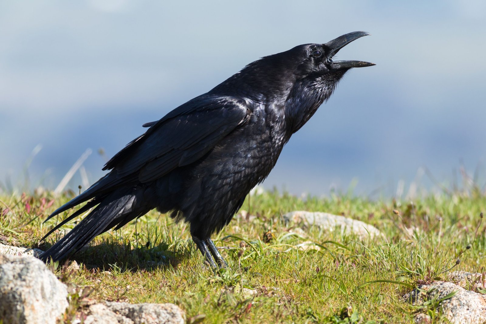 The Mysterious Common Raven (image credits: wikimedia)