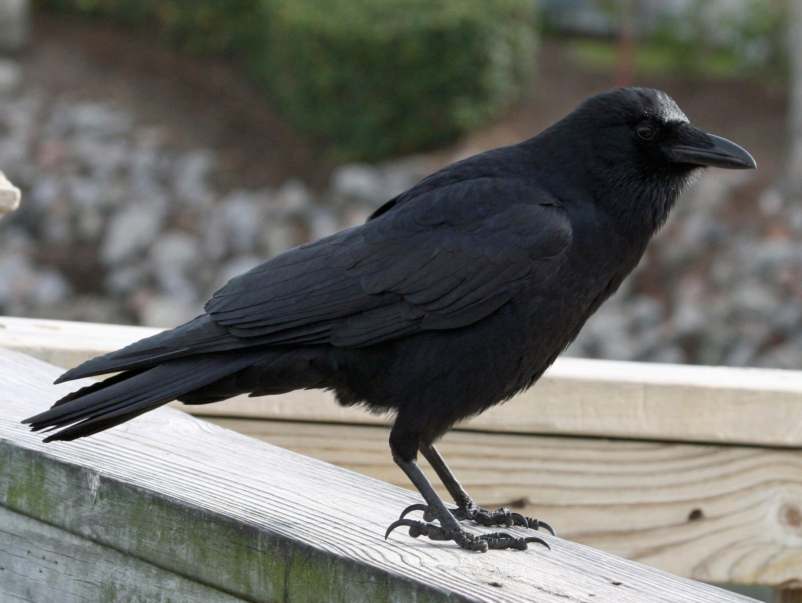 The Energetic American Crow (image credits: wikimedia)