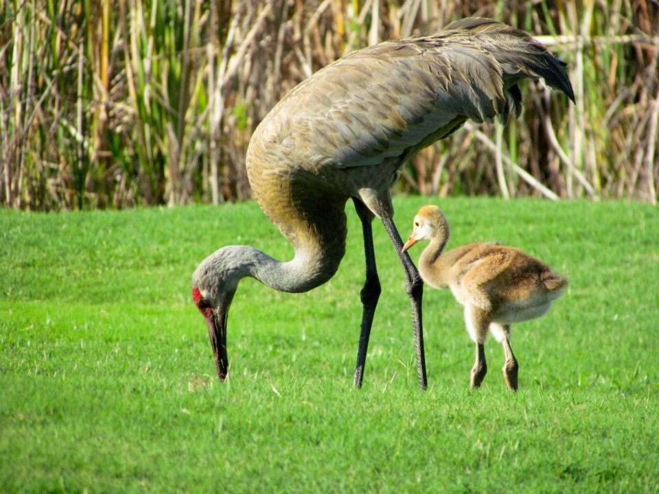 The Elegant Sandhill Crane (image credits: wikimedia)