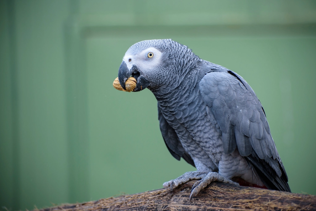 African Grey Parrot: The Brainy Companion (image credits: rawpixel)