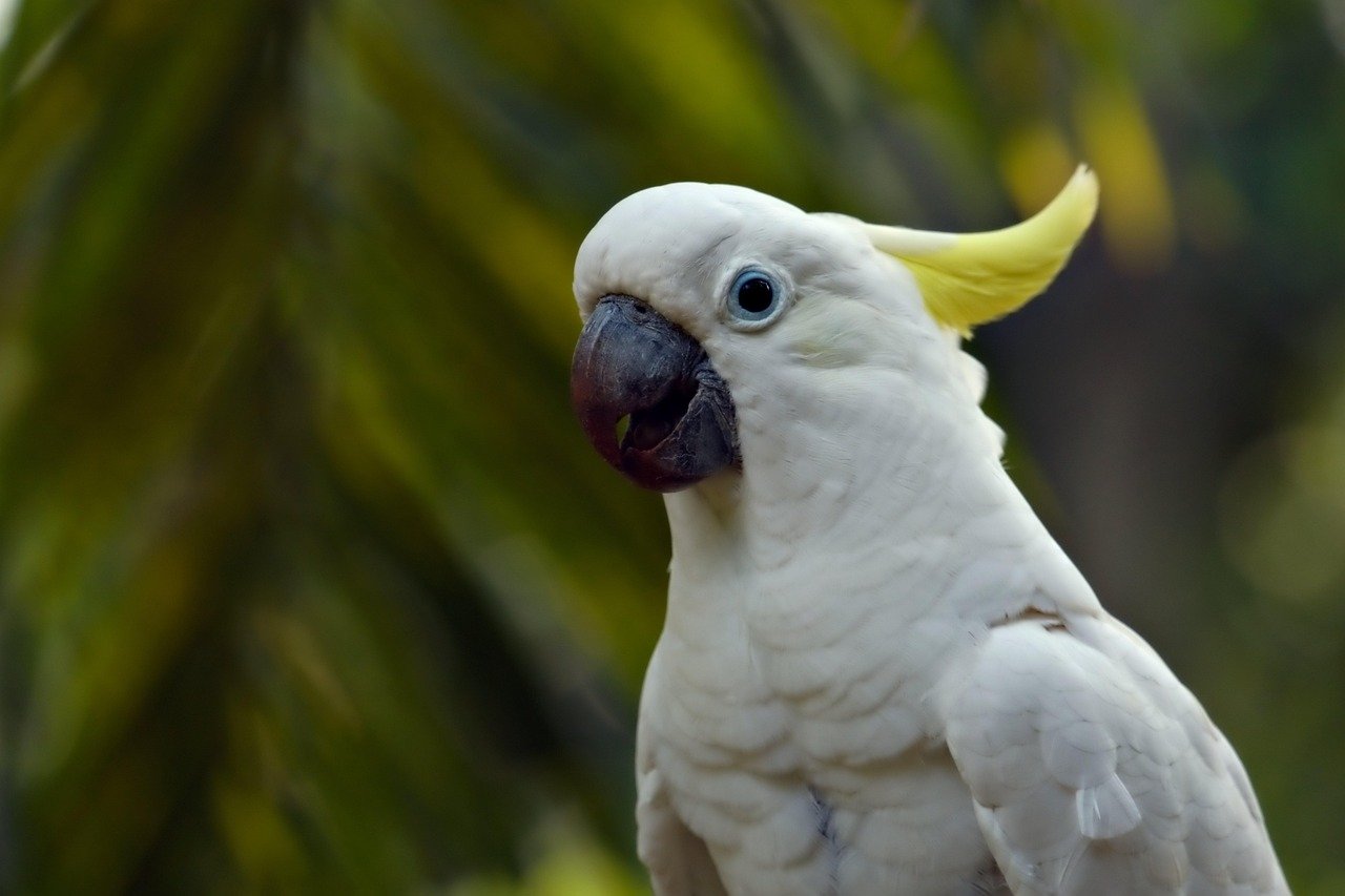 Cockatoo: The Emotional Bird (image credits: pixabay)