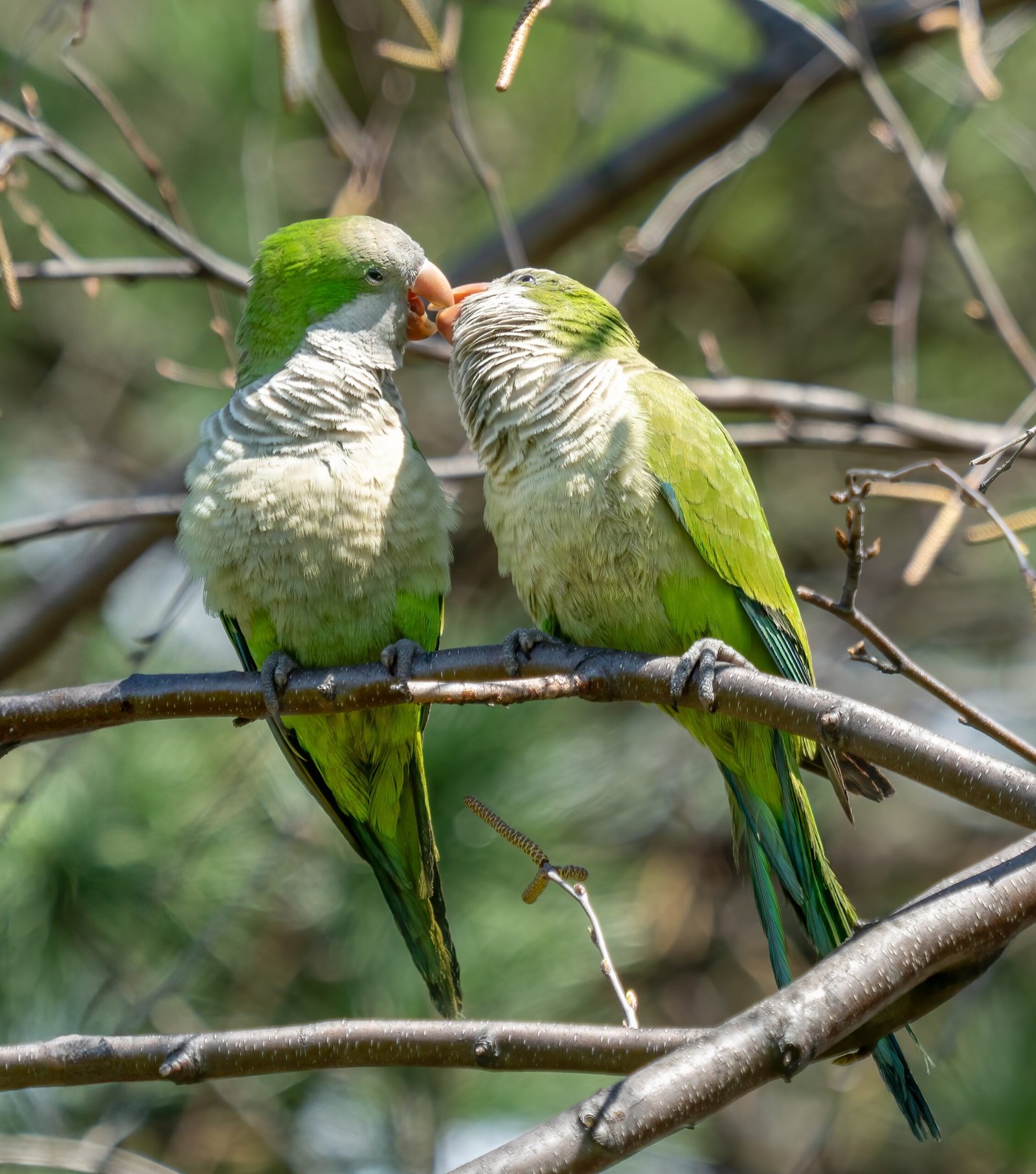 Quaker Parrot: The Social Engineer (image credits: wikimedia)