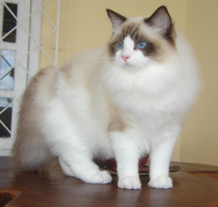 Ragdoll: The Ultimate Cuddle Companion (image credits: wikimedia)