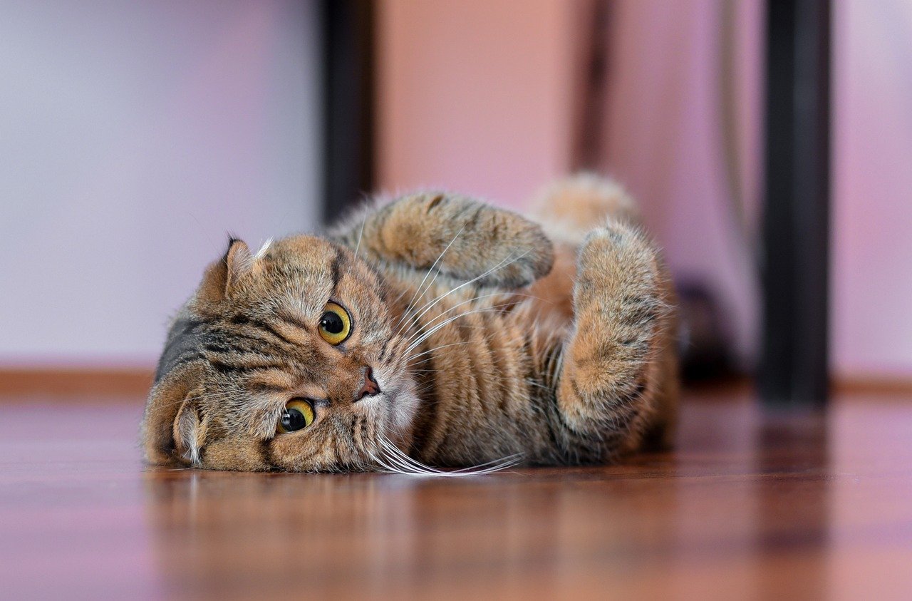 Scottish Fold: The Gentle Lap Cat (image credits: pixabay)