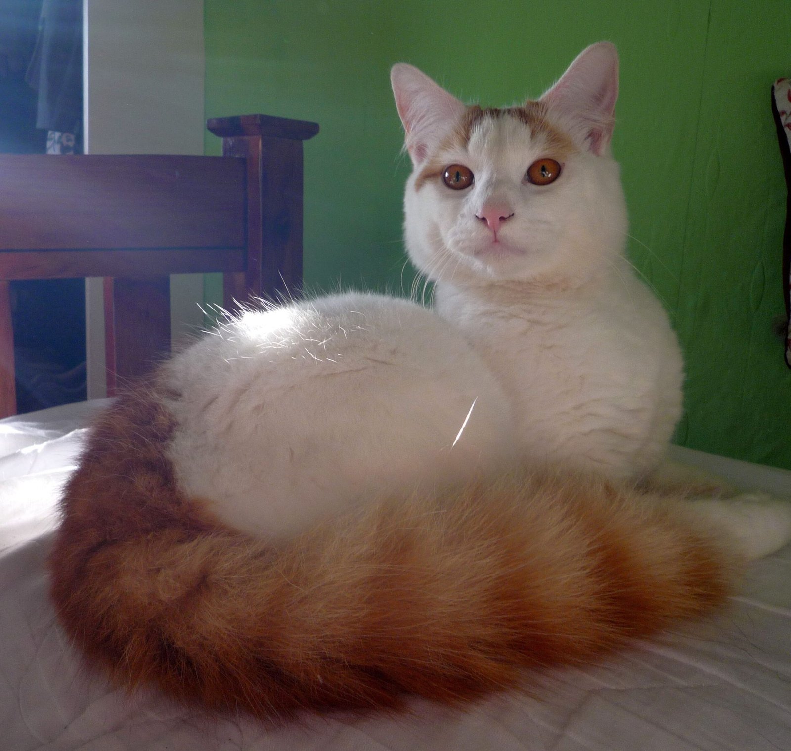 Turkish Van: The Adventurous Follower (image credits: wikimedia)