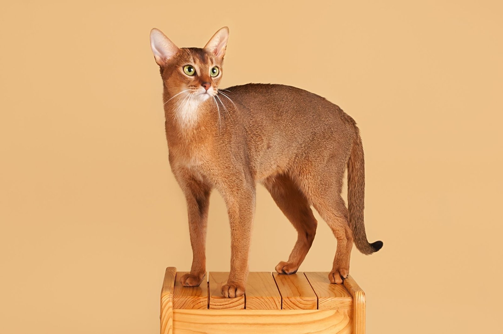 Abyssinian: The Curious Shadow (image credits: wikimedia)
