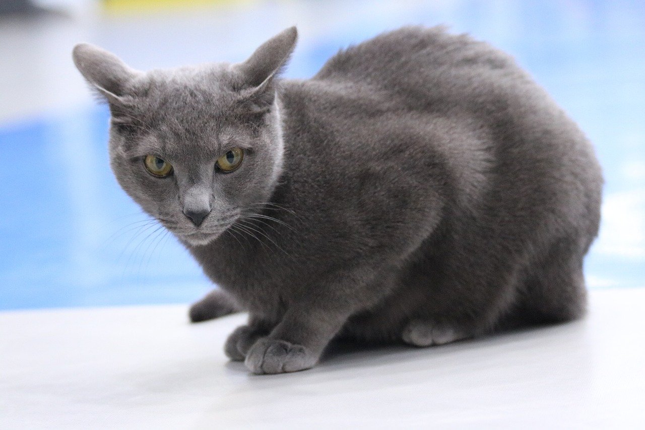 Russian Blue: The Quiet Observer (image credits: pixabay)