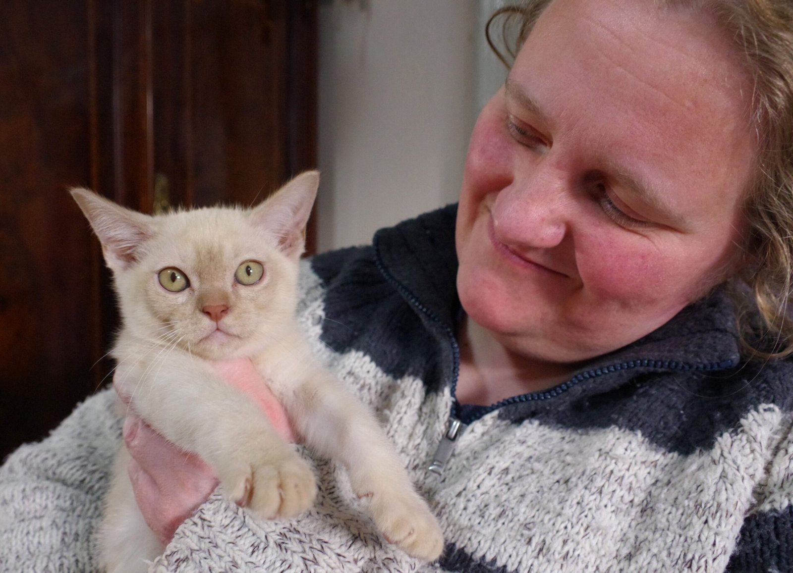 5 Cat Breeds That Love To Cuddle (And 5 That Will Prefer to Follow You Everywhere)